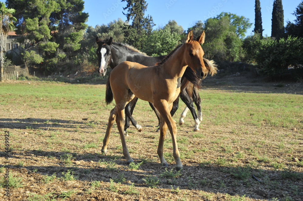 Fototapeta premium Portrait of a brown foal with a mare