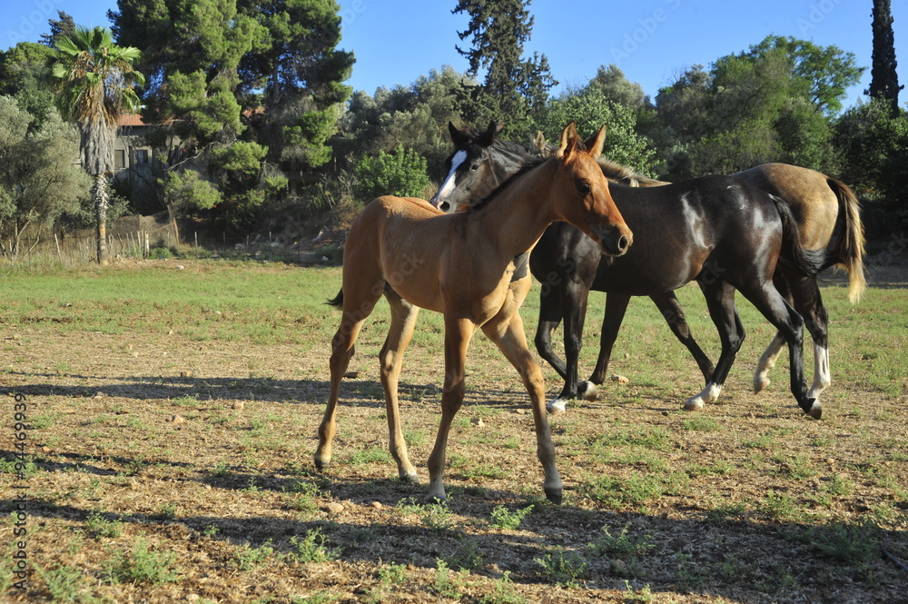 Portrait of a brown foal with a mare Portrait of a brown foal with a mare