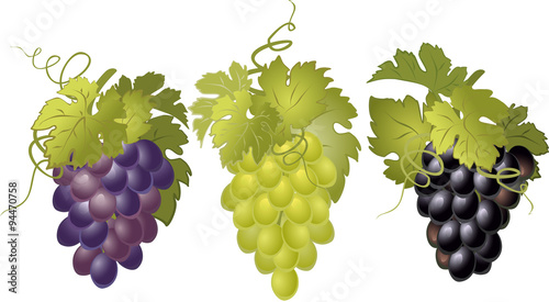 Vector set of bunches of grapes.