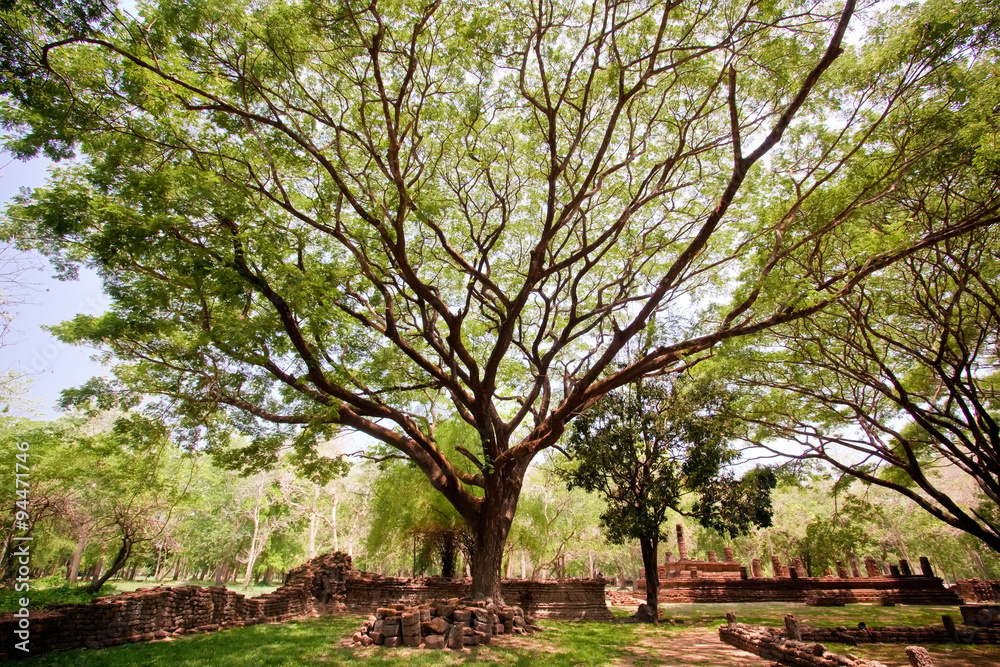 Big Tree in the National Park Thailand Big Tree in the National Park Thailand
