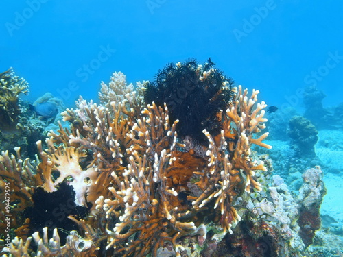Fototapeta Naklejka Na Ścianę i Meble -  Stone coral, Island Bali