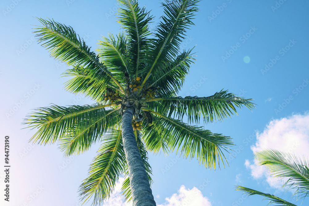 Palm tree on the beach during a bright day Palm tree on the beach during a bright day