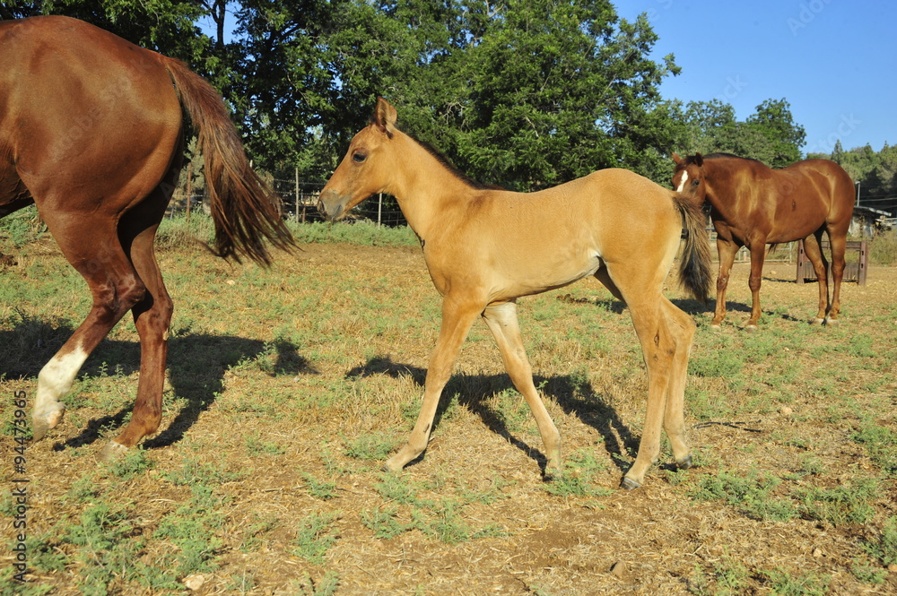 Fototapeta premium Mare and her foal