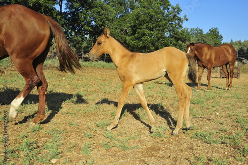 Mare and her foal