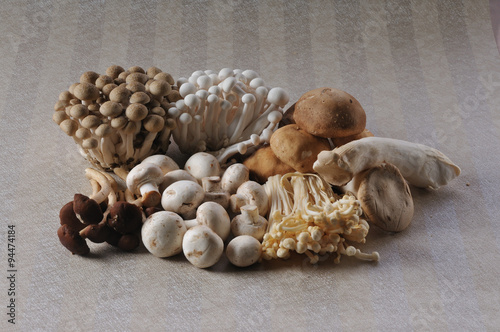 marmoreus. the Mushrooms isolated on a wallpaper background.