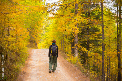 Walking in larch tree woodland, autumn season