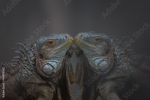 Iguana in mirrror