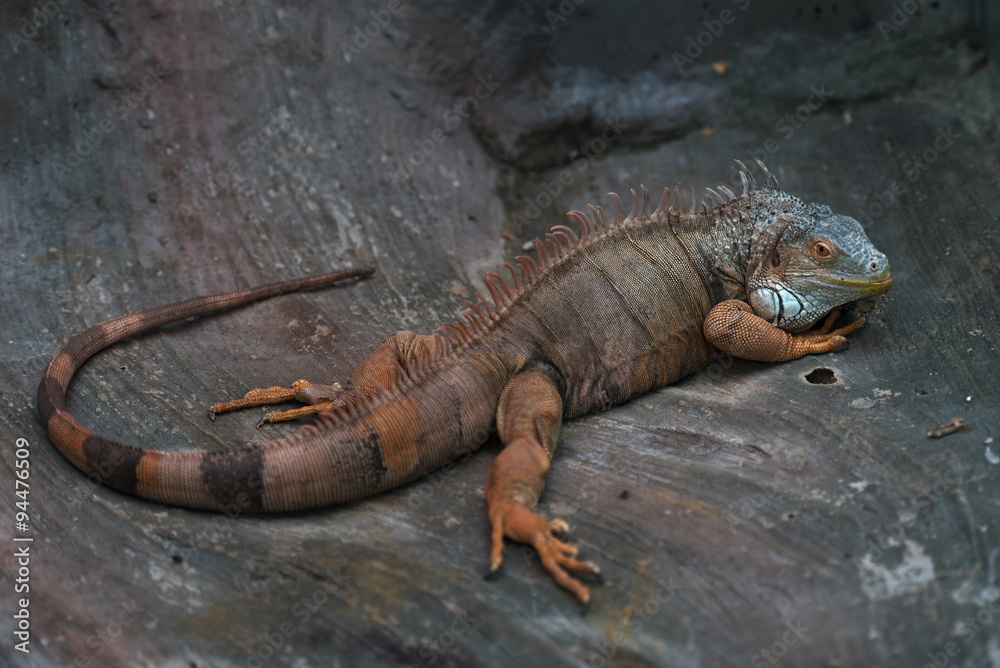 Fototapeta premium Iguana in cave