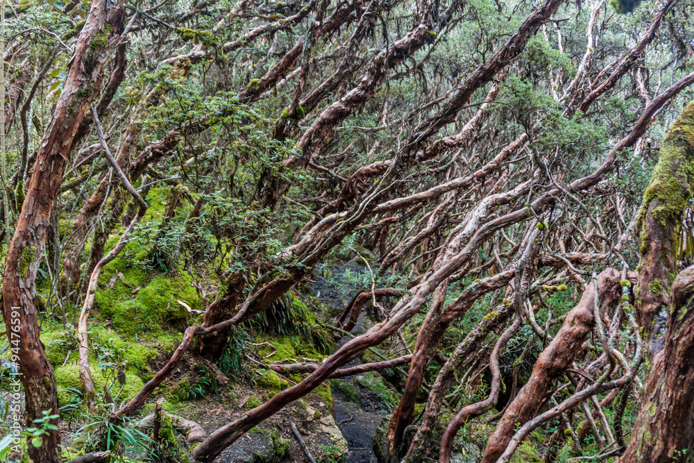 Forest of Polylepis trees in National Park Cajas, Ecuador Forest of Polylepis trees in National Park Cajas, Ecuador