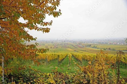 Fototapeta Naklejka Na Ścianę i Meble -  Herbst an der südlichen Weinstraße,der Toscana Deutschlands