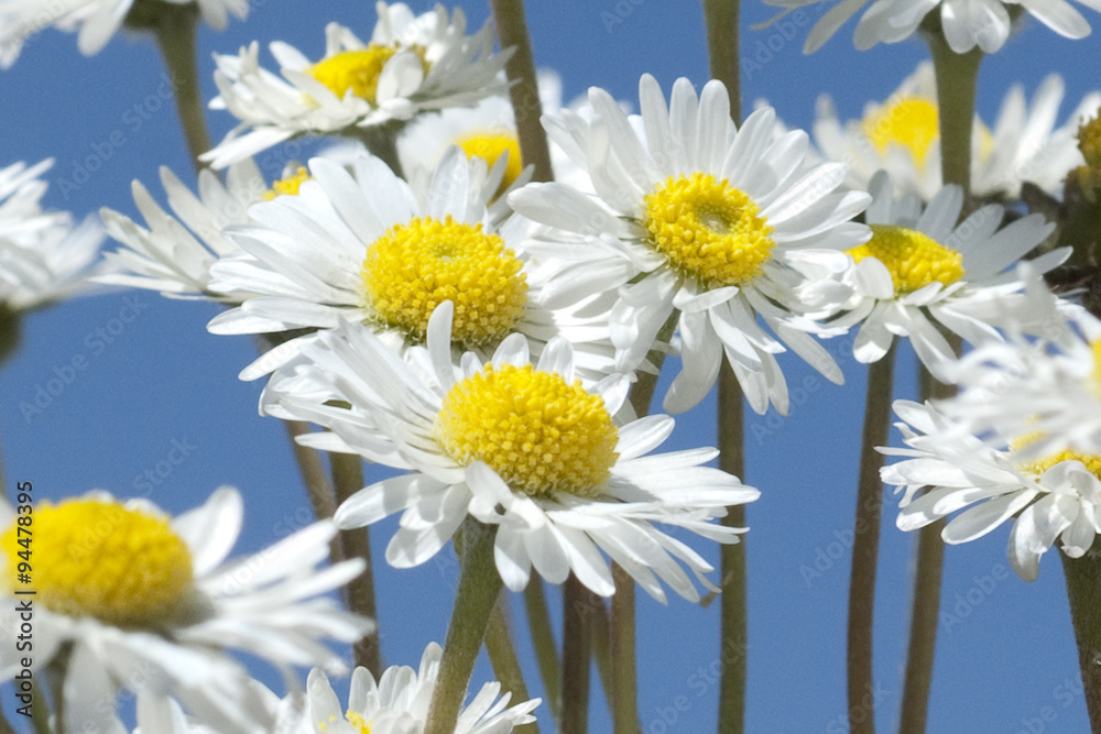 Obraz premium Gaensebluemchen; Bellis; Perennis