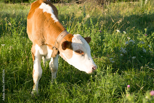 Spotted Calf grazing on a green field