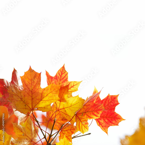 Herbstlaub  © tanja_riedel