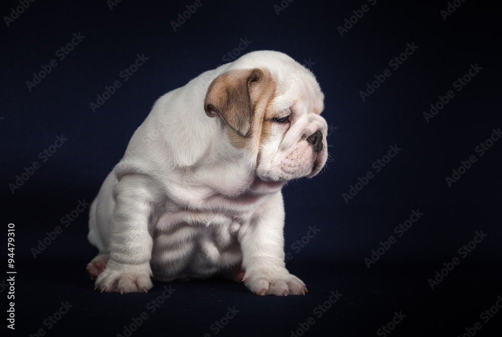 ENGLISH Bulldog puppy on dark background