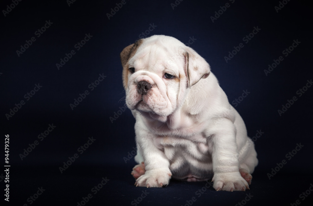 ENGLISH Bulldog puppy on dark background