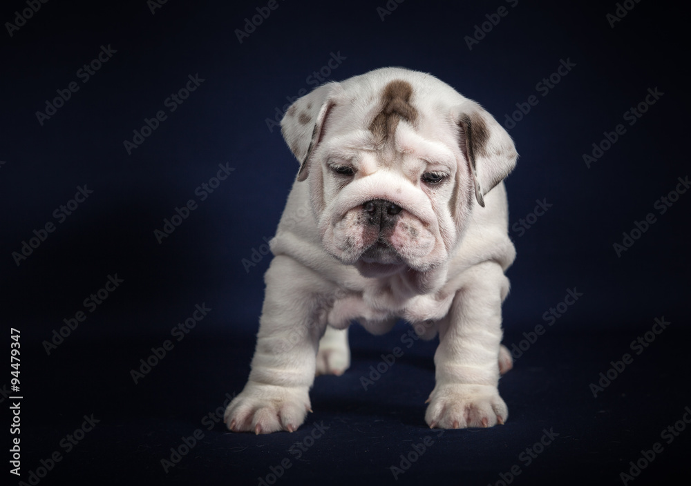 ENGLISH Bulldog puppy on dark background ENGLISH Bulldog puppy on dark background
