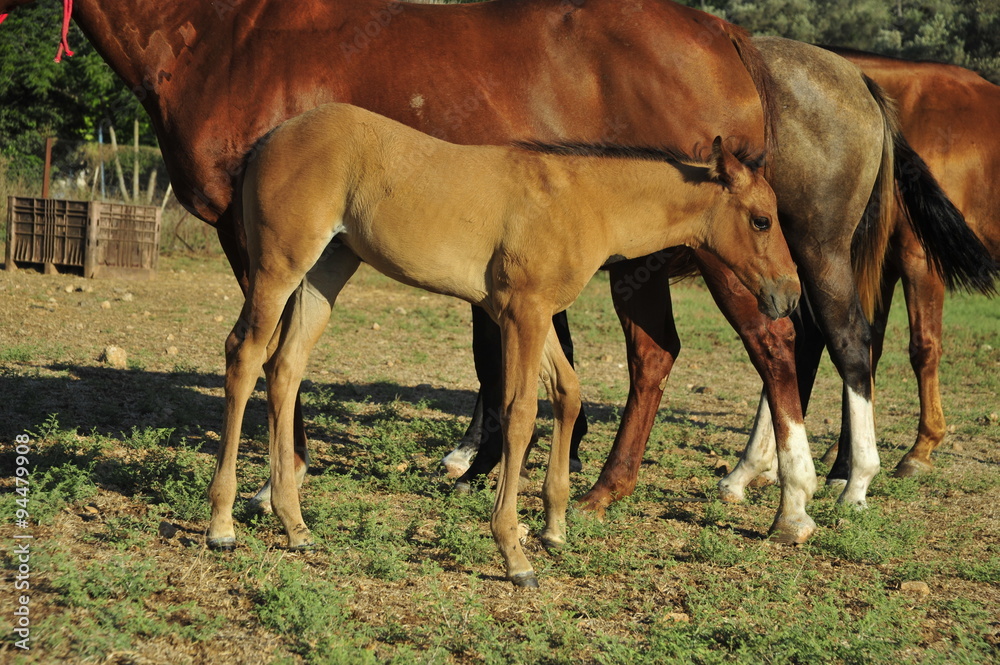 Obraz premium Mare and her foal