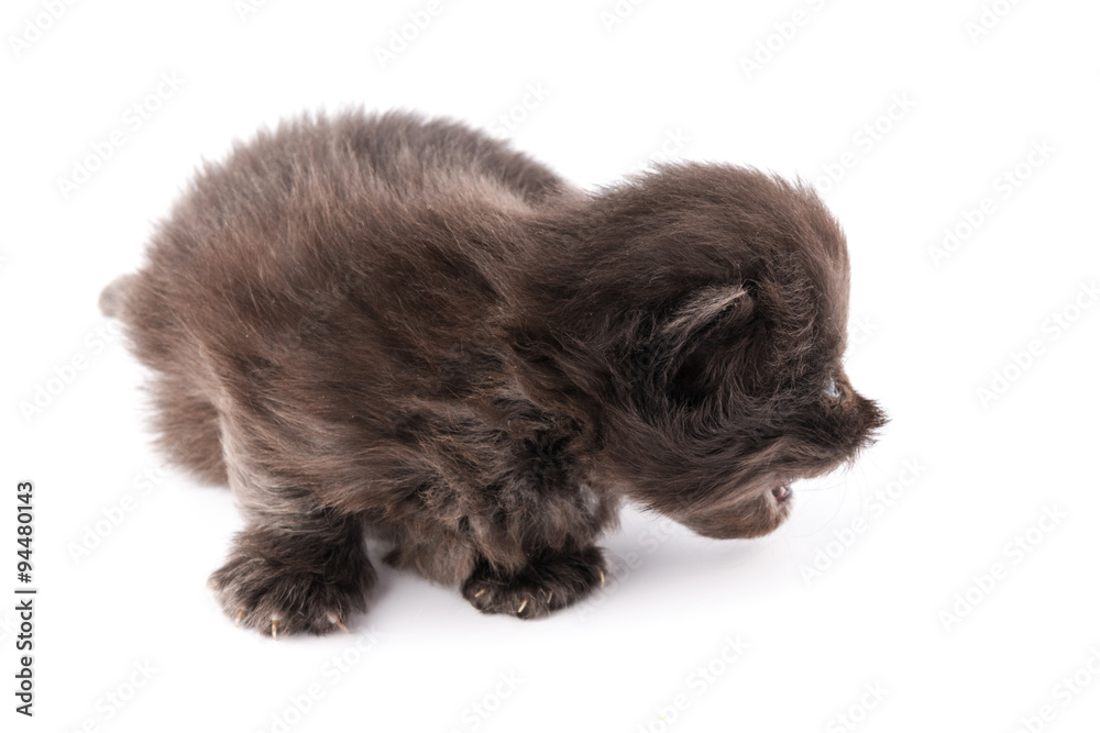 Cucciolo di gatto persiano isolato su sfondo bianco Cucciolo di gatto persiano isolato su sfondo bianco