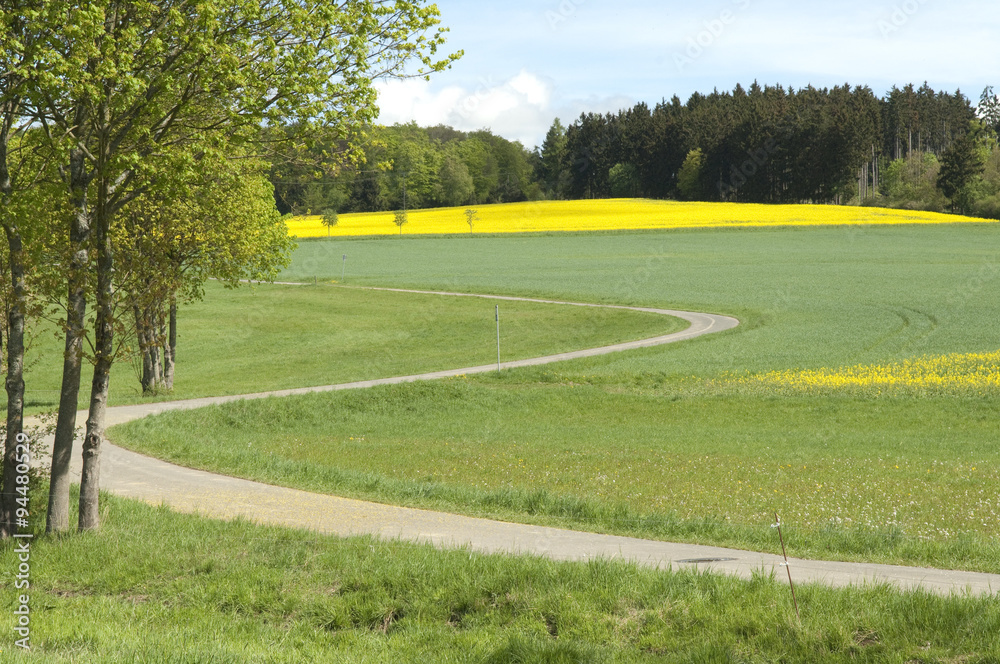 Rapsfeld, fruehling