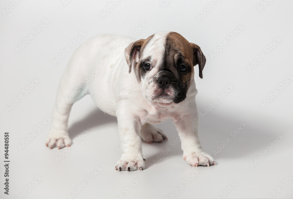 ENGLISH Bulldog puppy on white background