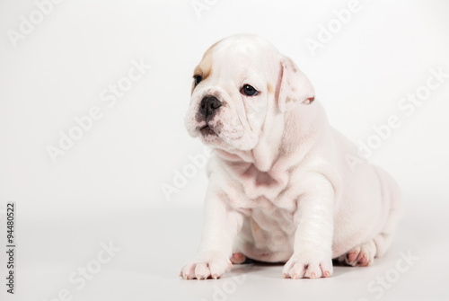 ENGLISH Bulldog puppy on white background © Andriy Petrenko