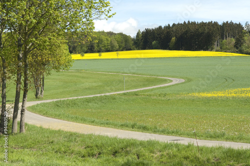 Rapsfeld, fruehling photo