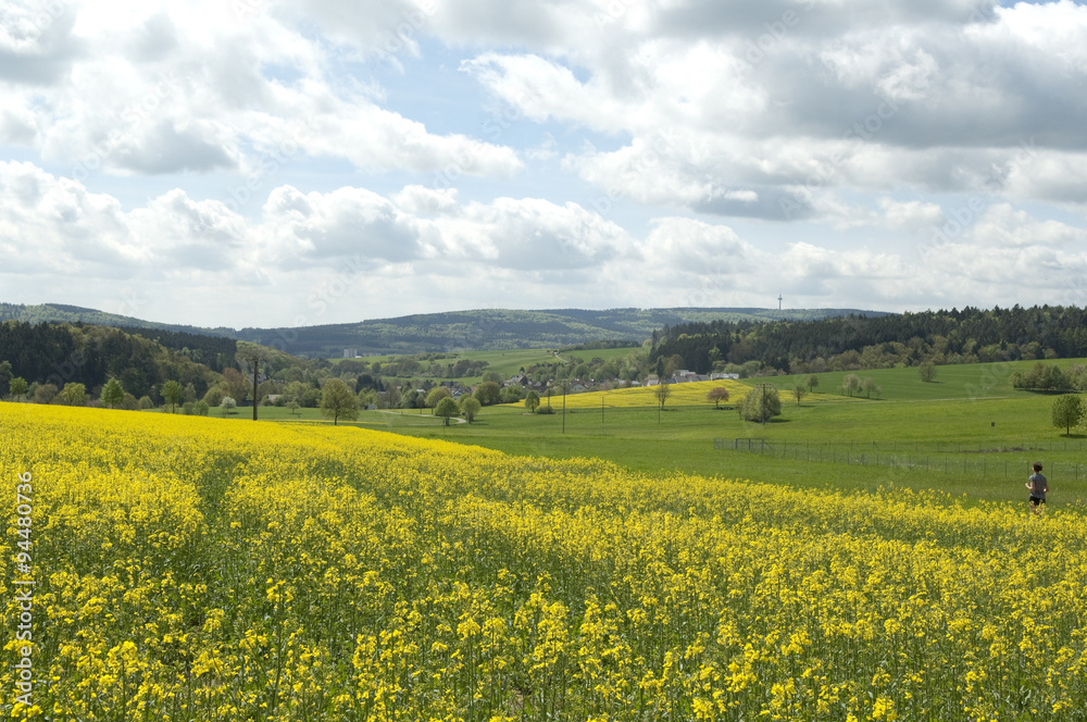 Rapsfeld, fruehling