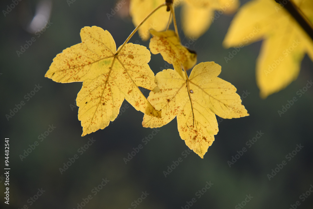 albero alberi autunno foglie colorate natura autunnale