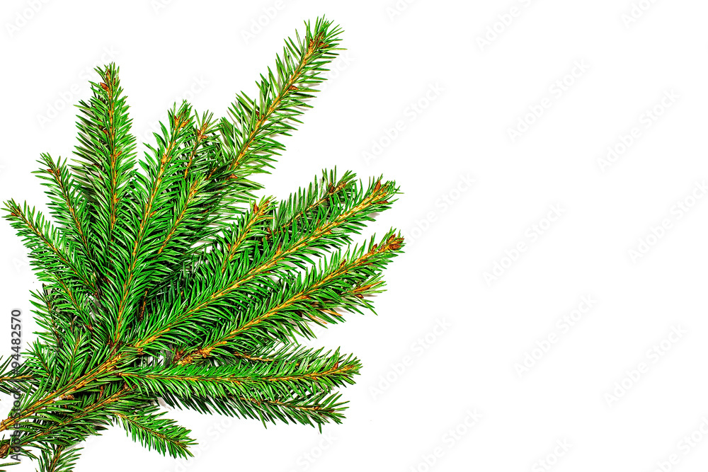 Christmas tree branches isolated on white background