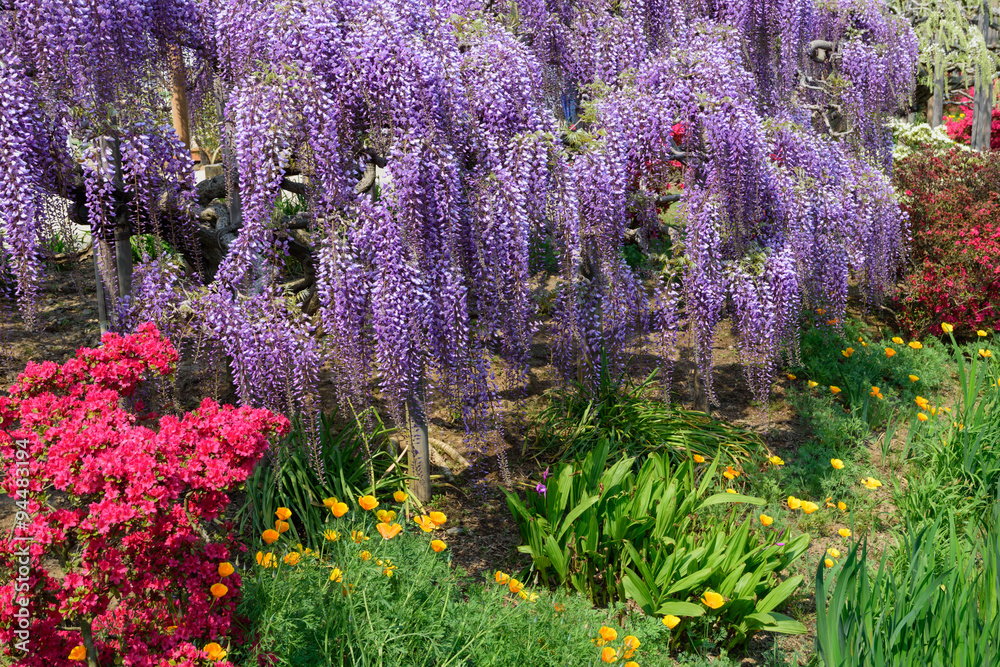 Obraz premium Wisteria flowers