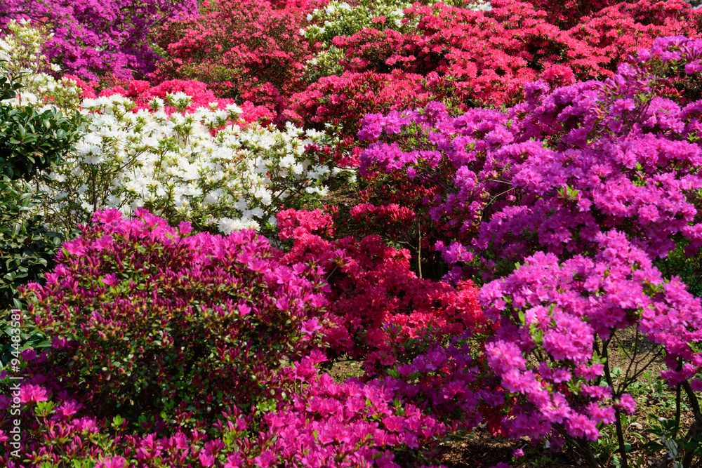 Azalea Azalea