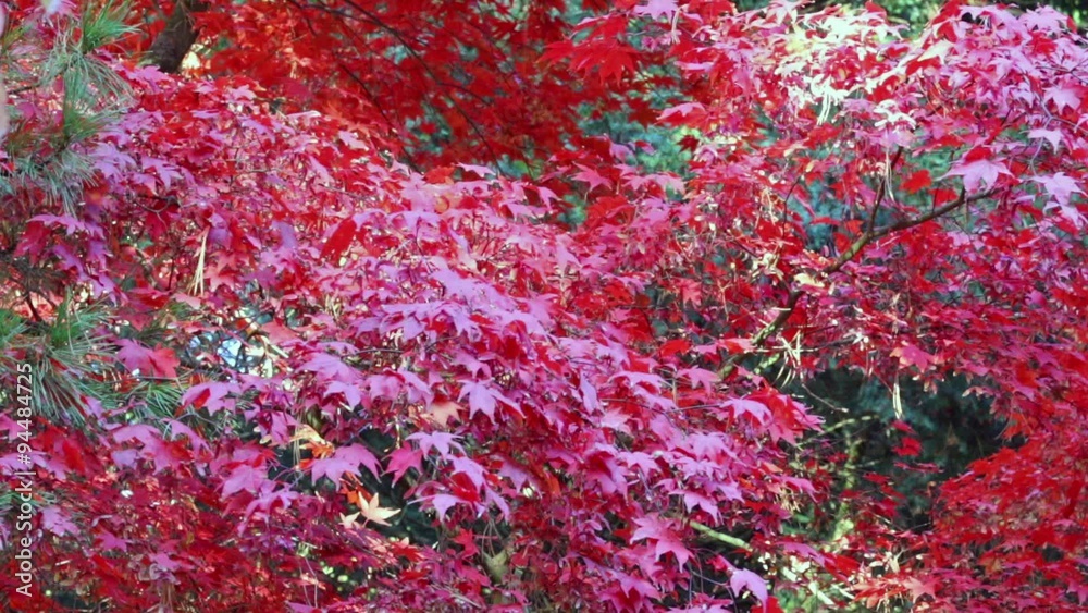Leaves of red japanese maple are moving in the breeze. Leaves of red japanese maple are moving in the breeze.
