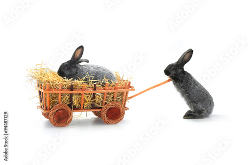   two rabbits