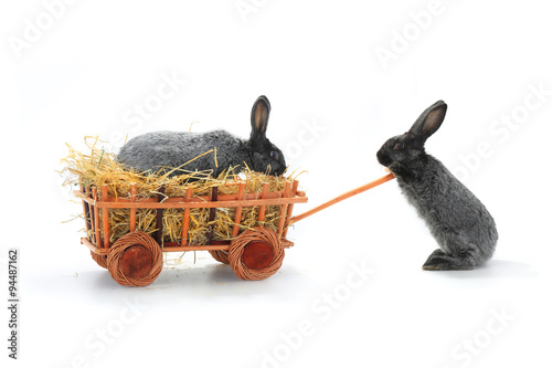  two rabbits