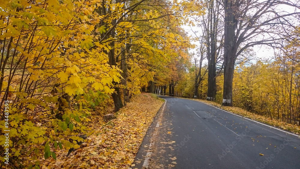 Autumn scene with road in forest with colorful foliage