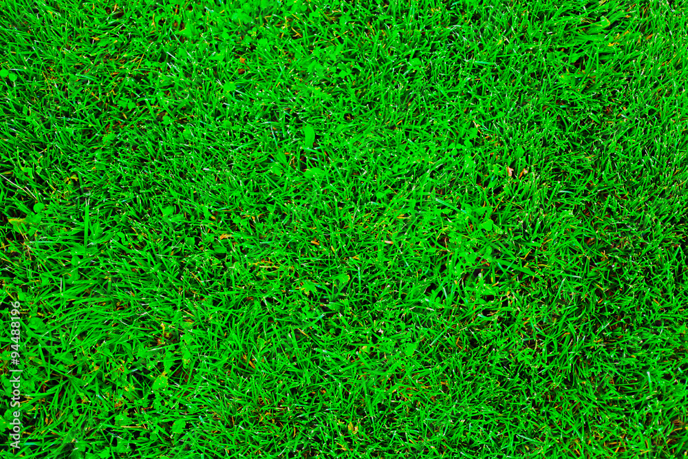 Green greass texture Green greass texture