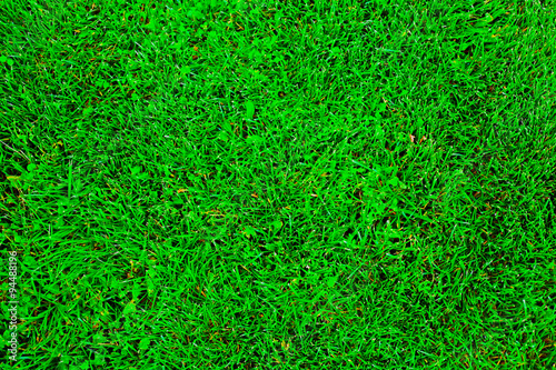 Green greass texture