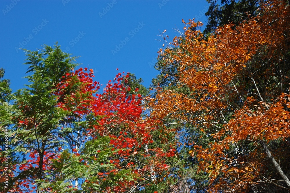 木曽の紅葉