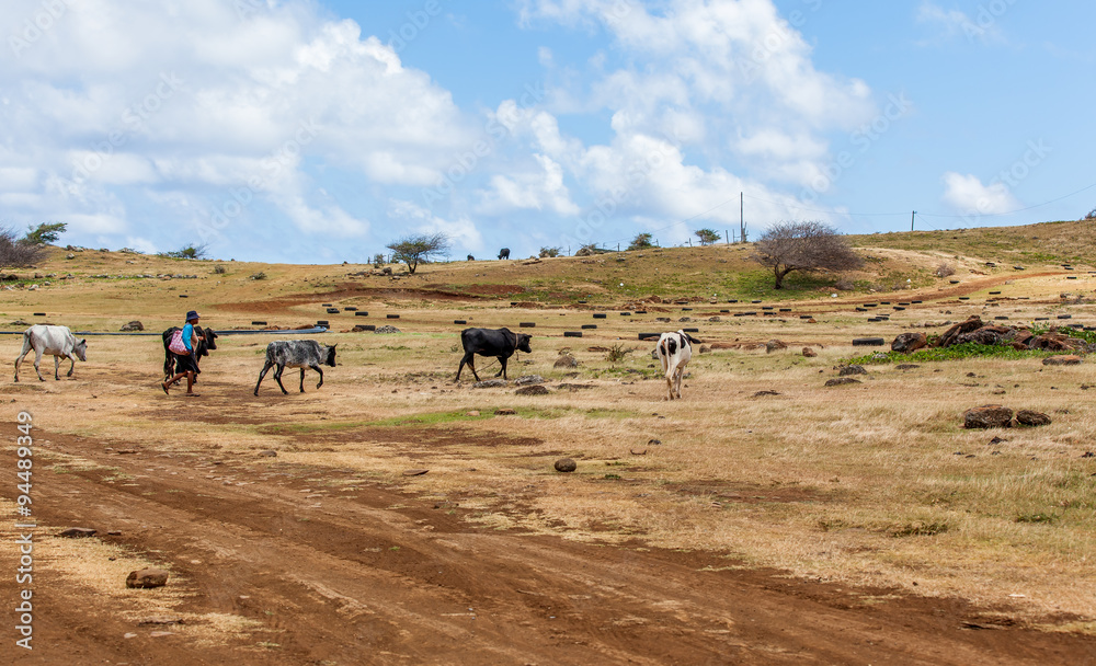 paysage de campagne, Camp Pintade, île Rodrigues 
