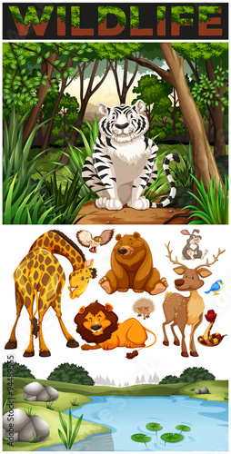 Wild animals in the jungle