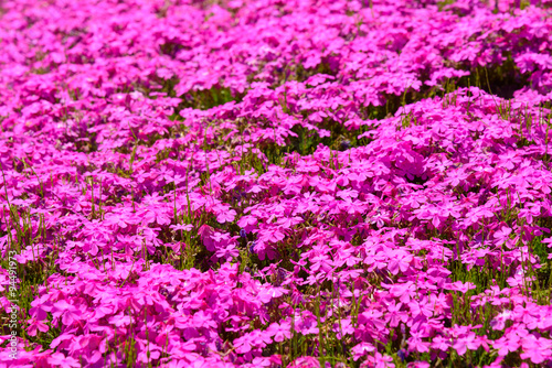Shibazakura  Moss Pink  Hill at Hitsujiyama Park in Chichibu  Saitama  Japan