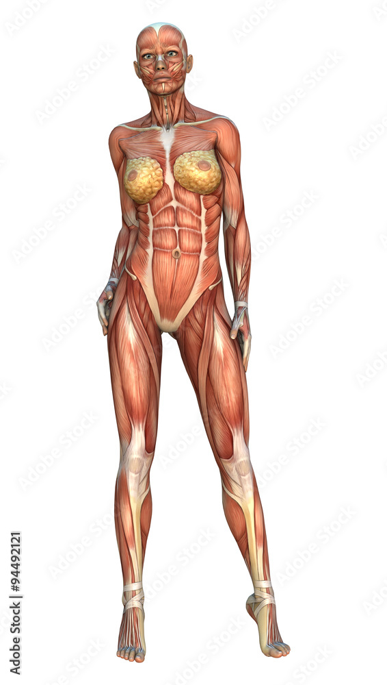 Muscle Maps Muscle Maps