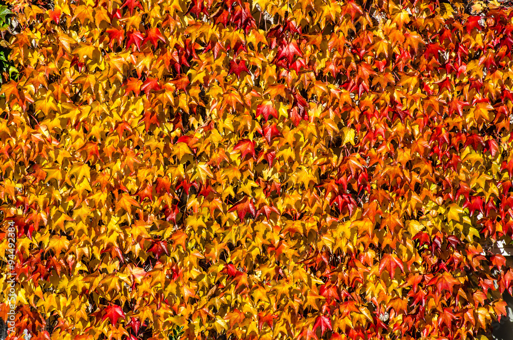 Wilder wein im goldenen Oktober Wilder wein im goldenen Oktober