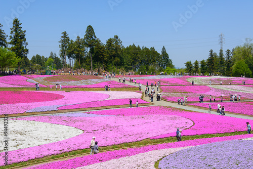 Foto Shibazakura (Moss Pink) Hill at Hitsujiyama Park in Chichibu, Saitama, Japan