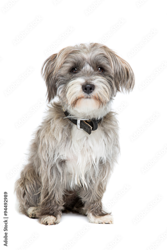 grey and white mixed breed dog grey and white mixed breed dog