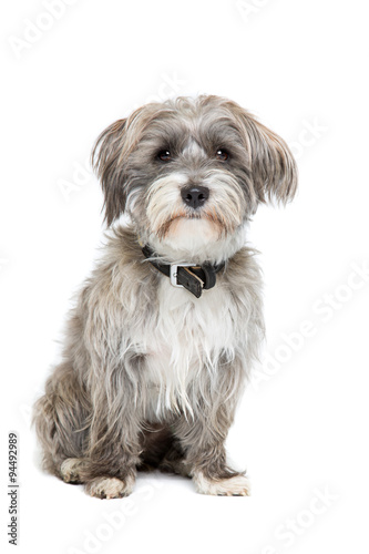Fototapeta Naklejka Na Ścianę i Meble -  grey and white mixed breed dog