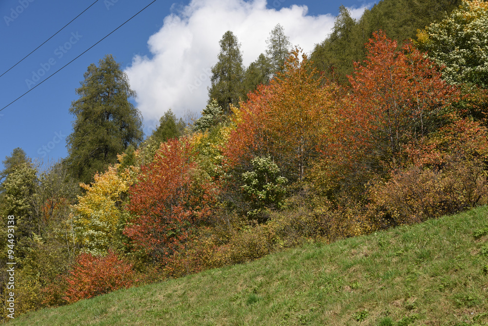 albero alberi autunno foglie colorate natura autunnale