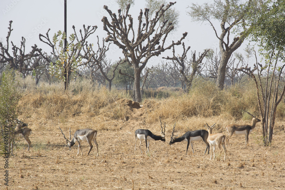 Black bucks in the wild in Rajasthan, India Black bucks in the wild in Rajasthan, India