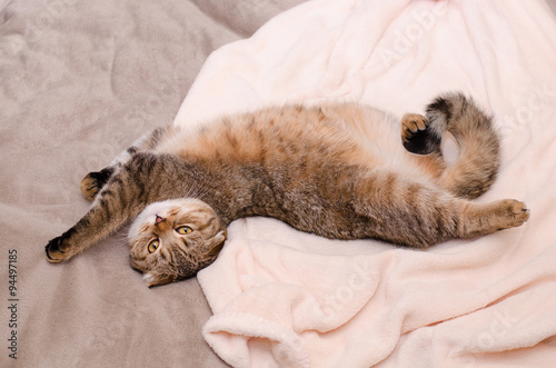 Fototapeta Naklejka Na Ścianę i Meble -  Scottish Fold cat, brown tabby lying belly up on its back.