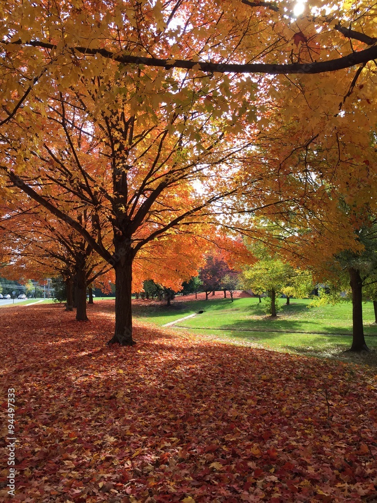 Fototapeta premium Fall is here